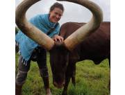 Ankole Cattle For Sale | Ankole Cow For sale | Ankole Breeders Near Me +27631501216