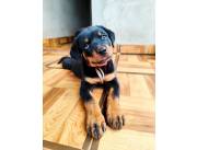 Rottweiler Aleman Cachorrito