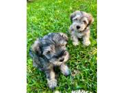 CACHORROS SCHNAUZER MINI