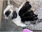 PUG RAZA PURA- MACHO Y HEMBRA