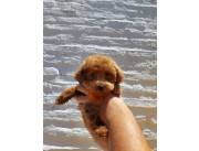 Caniche toy rojo