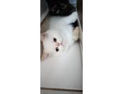 Gato persa