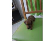 Vendo cachorra salchicha hembra color marron