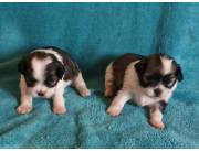 Lhasa Apso, Caniches miniaturas, RAZA PURA