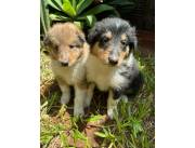 COLLIE / LASSIE CACHORROS