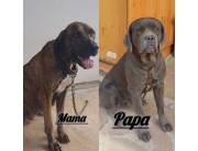 Cane Corso fila brasilero