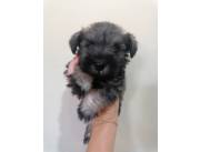 SCHNAUZER MINI