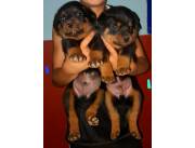 Vendo camada de Rottweiler