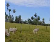 Campo Agrícola/Ganadero en Santani sobre Ruta - 300 Ha.