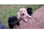 CHOW CHOW NEGROS Y BLANCOS