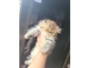 Gata persa hembra