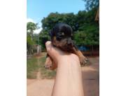 Mini Pinscher, en venta