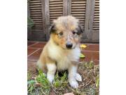 COLLIE CACHORROS DISPONIBLES