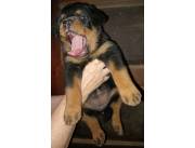 Bellos Rottweiler