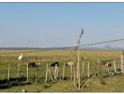 Alquilo Campo Ganadero en Quiindy - 200 Ha.