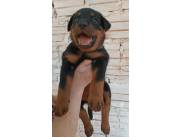 Bellos Rottweiler