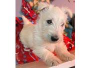 Scottish terrier puppies for sale