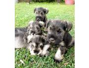 SCHNAUZER DISPONIBLES