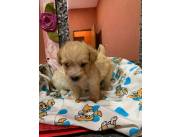 Vendo hermosos cachorros mini toy
