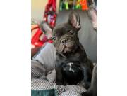 BULLDOG FRANCES MACHOS