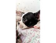 BOSTON TERRIER