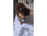 Pomerania Lulu