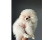 Pomerania lulu