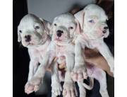 Cachorros Boxer