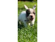Bulldog frances