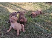 Pitbull