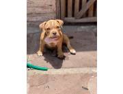 American bully