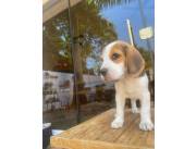 Beagle