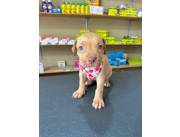 Cachorros pitbull