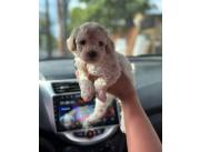 Caniche