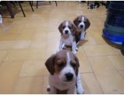 Beagle bicolor