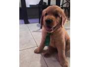 Golden retriever