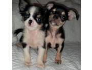 Chihuahua