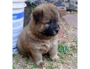 Chow chow