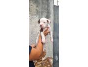 Pitbull
