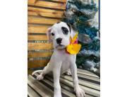 Cachorro Boxer