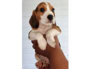 Cachorros Beagle