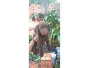 Labrador chocolate