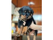 Rottweiler