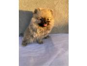 Pomerania