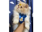 Gatos Persa