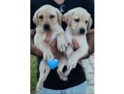 Cachorros labrador