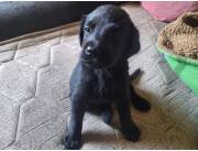 LABRADOR