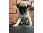 PUG CARLINO HEMBRA Y MACHO