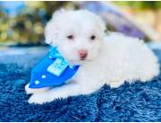 CANICHE TOY
