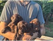 LABRADOR CHOCOLATE